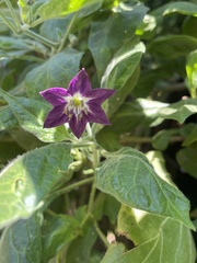 © anschamo, some rights reserved (CC-BY-NC)