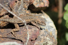 Sceloporus occidentalis becki
