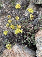 Oligogonum