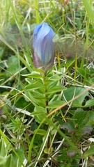 Gentiana platypetala