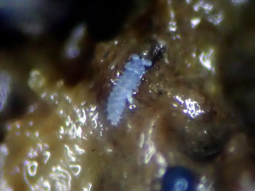 Representative image of Xenylla maritima