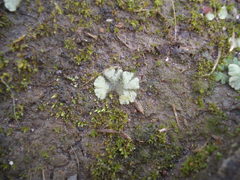 Riccia crystallina