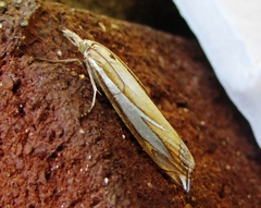 Crambus satrapellus