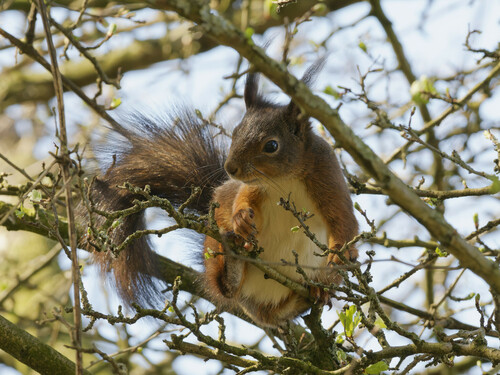Eurasian Red Squirrel (Sciurus vulgaris)