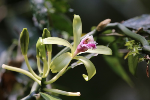 Vanilla borneensis
