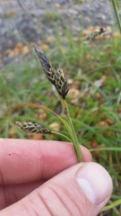 Carex macrochaeta