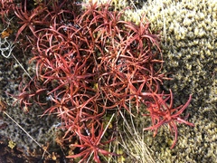 Dracophyllum recurvum