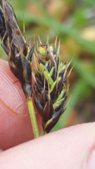 Carex macrochaeta