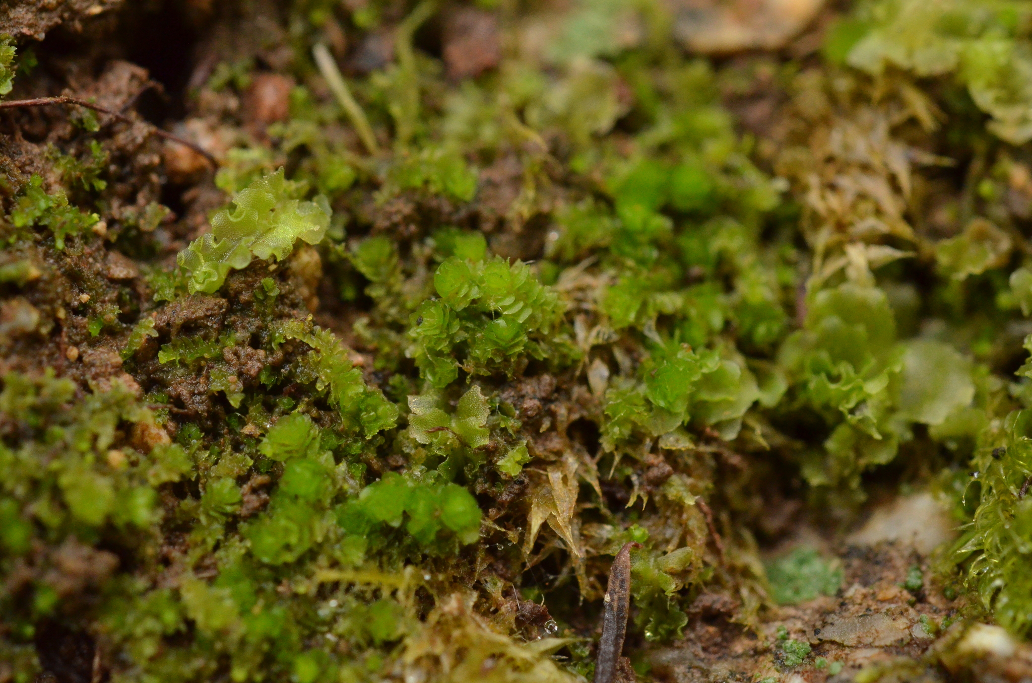 Cephaloziella calyculata