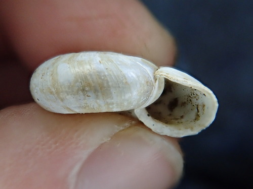 Gray-foot Lancetooth Snail