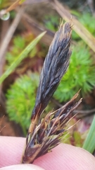 Carex macrochaeta