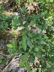 Sida planicaulis, photograph Sterling Herron, CC0, iNaturalist via GBIF