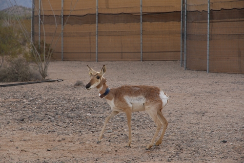 Sonoran Pronghorn photographed in Arizona