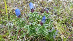 Gentiana platypetala