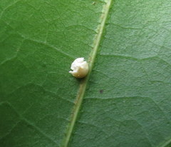 Zopheroteras sphaerula