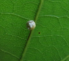 Zopheroteras sphaerula