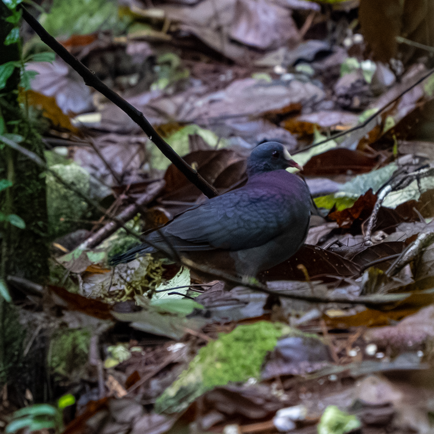 White-fronted Quail-Dove (Geotrygon leucometopia), photo 5