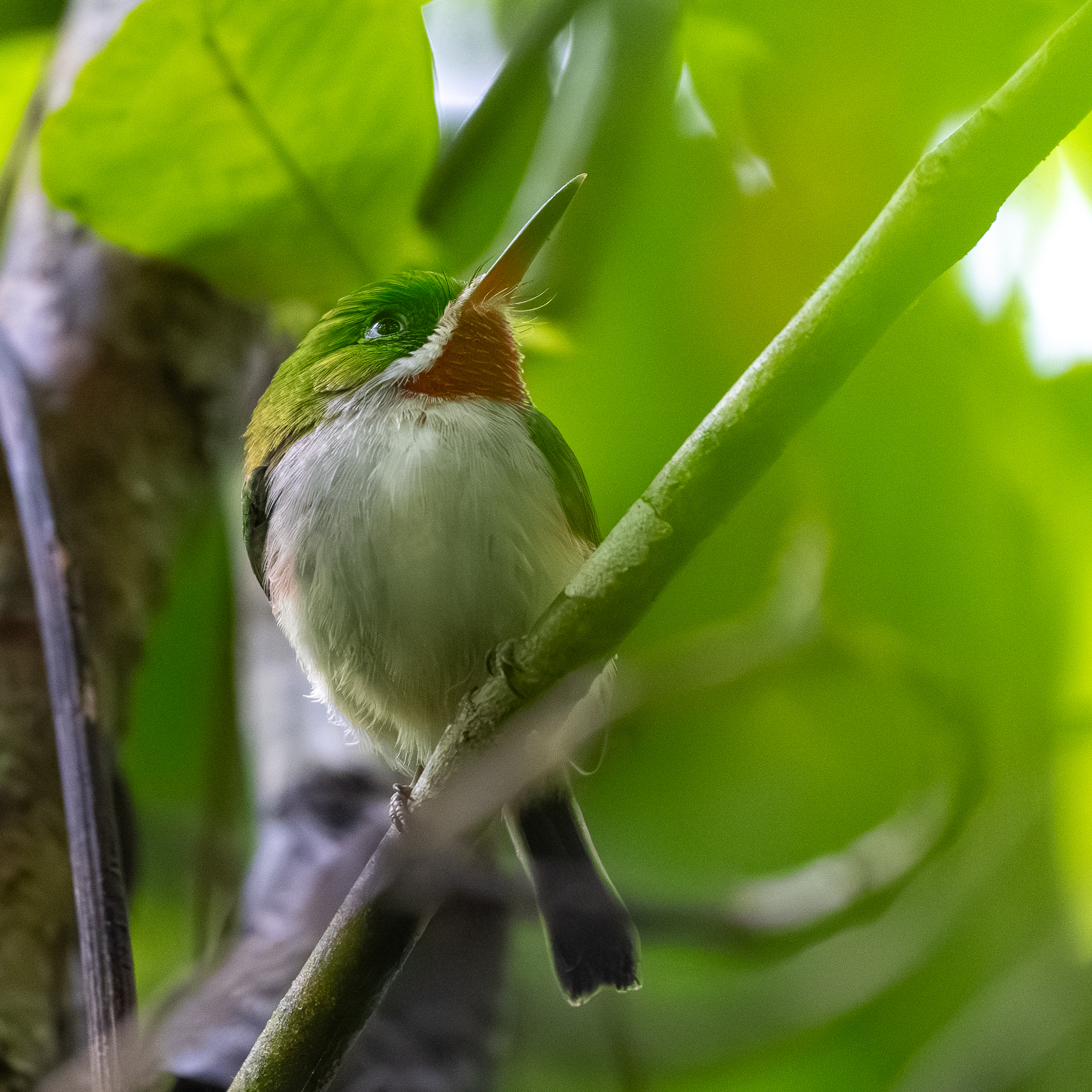 Narrow-billed Tody (Todus angustirostris), photo 3
