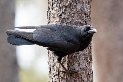Hispaniolan Palm Crow (Corvus palmarum), photo 4