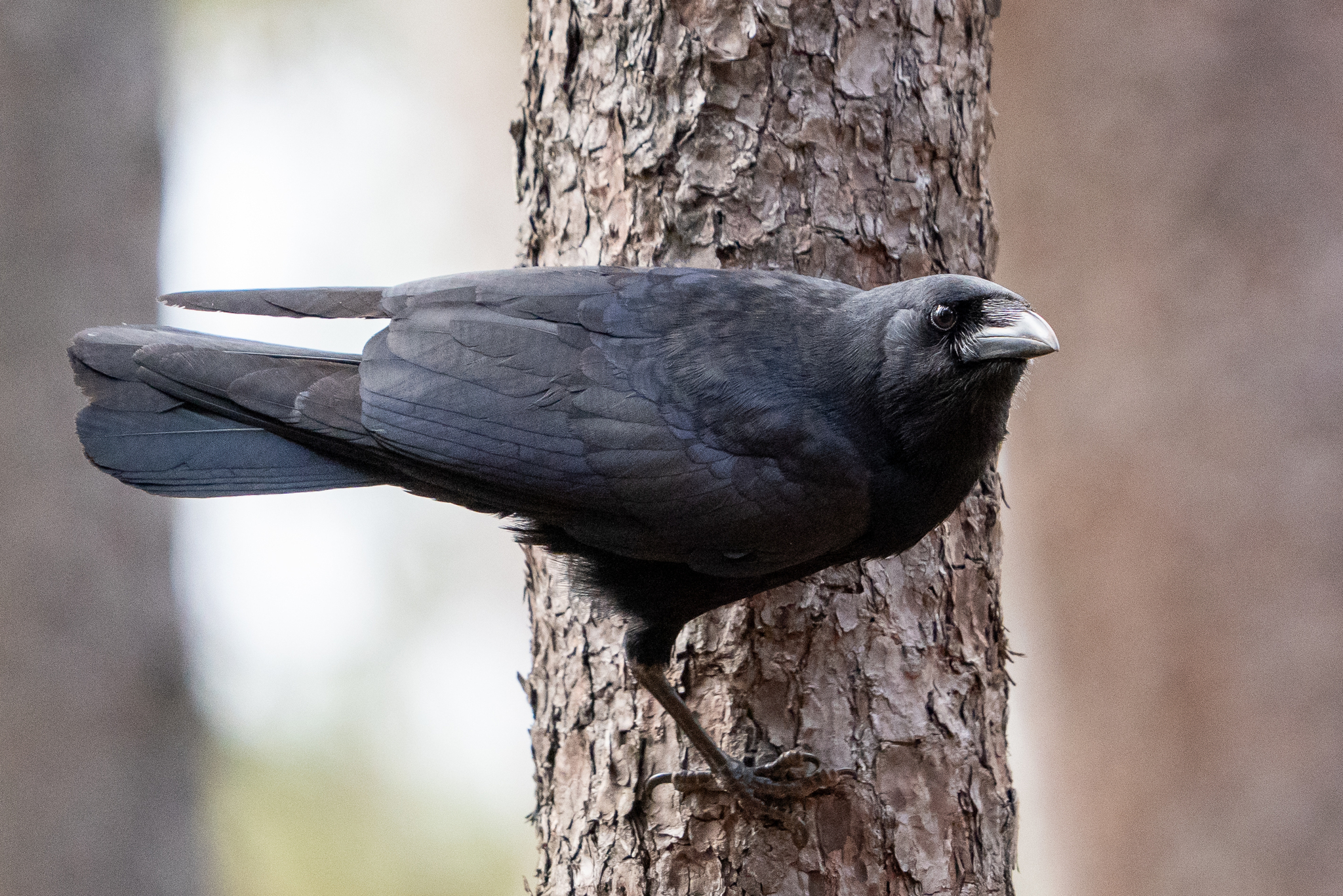 Hispaniolan Palm Crow (Corvus palmarum), photo 4