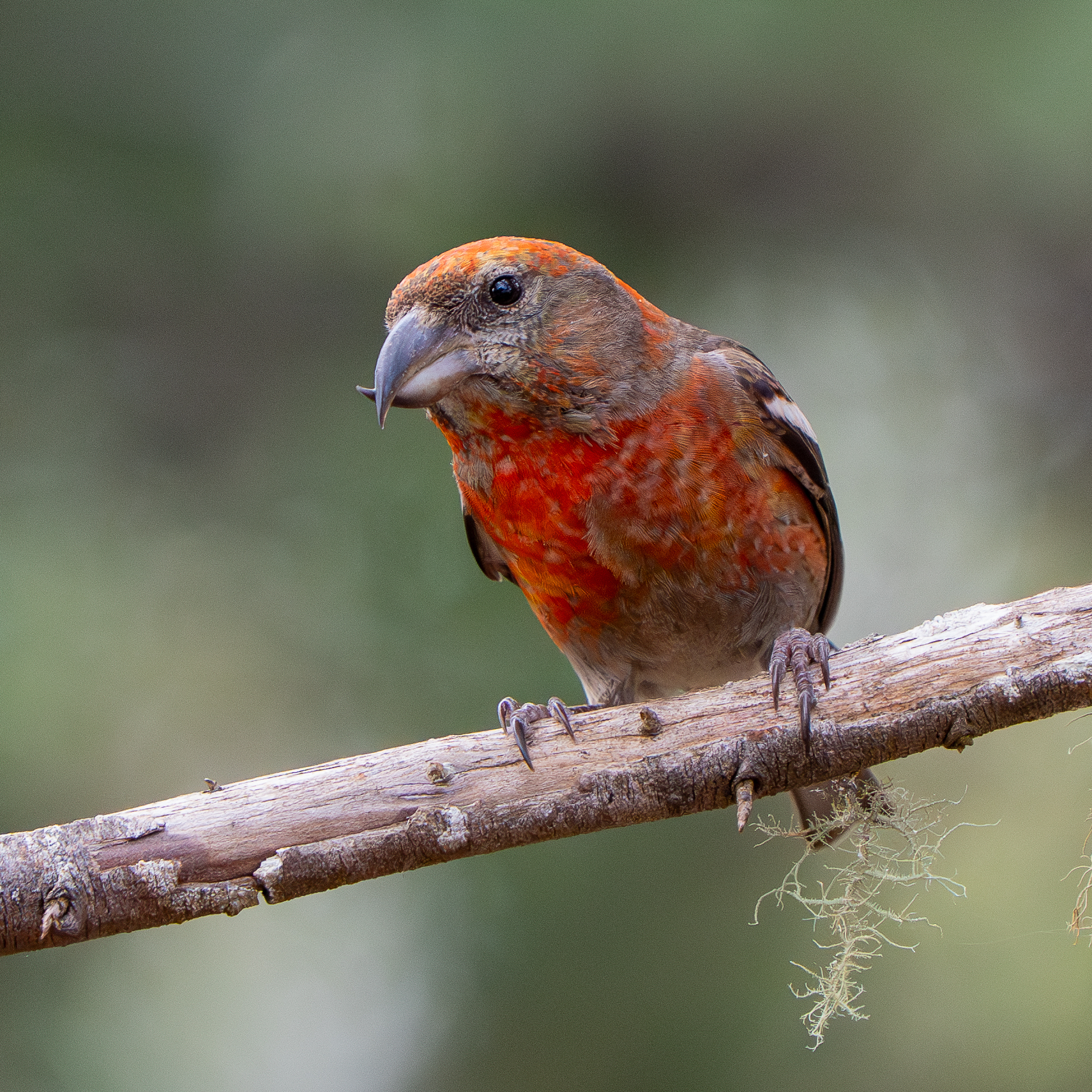 Hispaniolan Crossbill (Loxia megaplaga), photo 10
