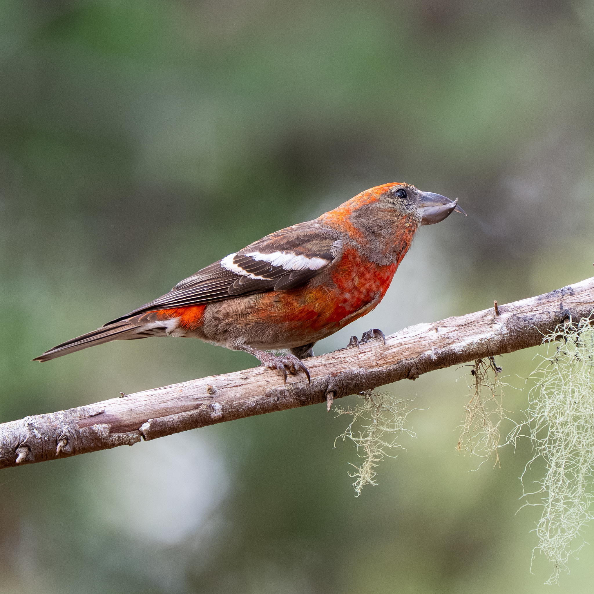 Hispaniolan Crossbill (Loxia megaplaga), photo 9