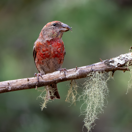 Hispaniolan Crossbill (Loxia megaplaga), photo 2