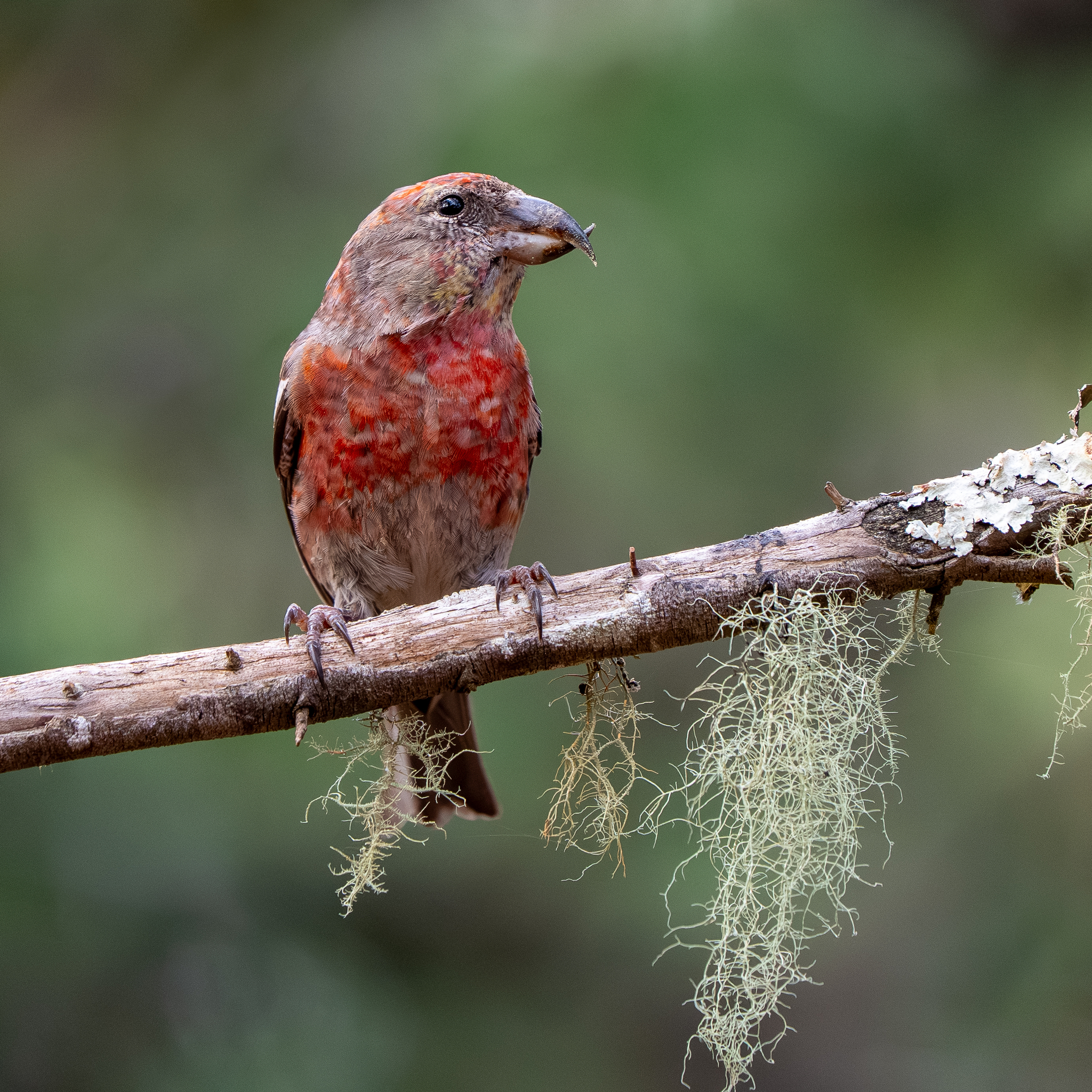 Hispaniolan Crossbill (Loxia megaplaga), photo 2