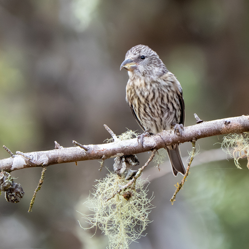 Hispaniolan Crossbill (Loxia megaplaga)