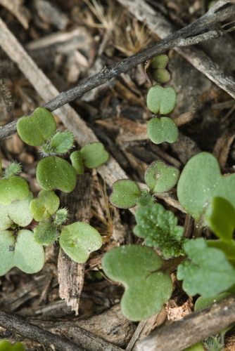 Brassica nigra iNat (3)