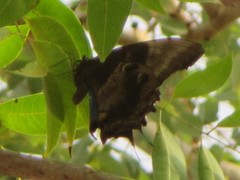 Papilio ulysses