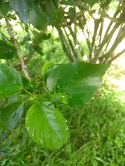 Hibiscus rosa-sinensis