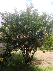 Hibiscus rosa-sinensis