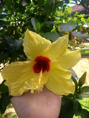 Hibiscus rosa-sinensis