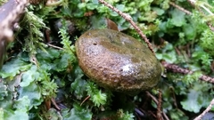 Lactarius olivaceoumbrinus