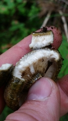 Lactarius olivaceoumbrinus