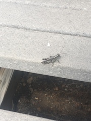 Melanoplus splendidus