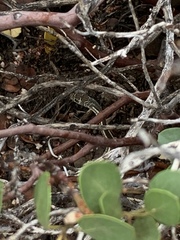 Masticophis taeniatus taeniatus