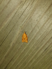 Cenopis reticulatana