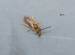 Halictus aerarius