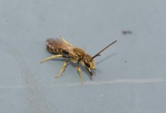 Halictus aerarius