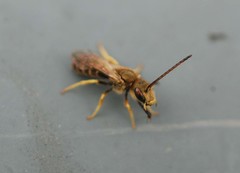 Halictus aerarius