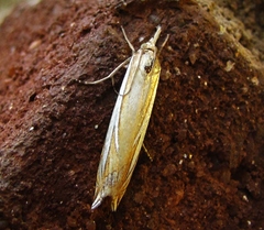 Crambus satrapellus