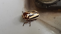 Cryptocephalus venustus