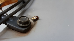 Cryptocephalus venustus