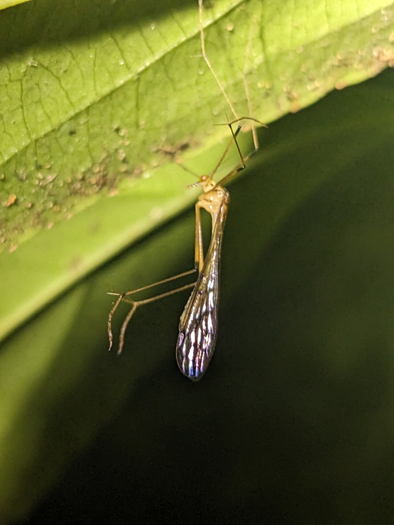 Symbittacus