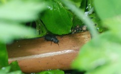 Heterotarsus carinula