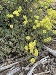 Oligogonum