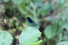 Calopteryx xanthostoma