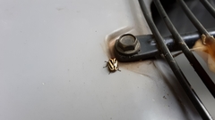 Cryptocephalus venustus